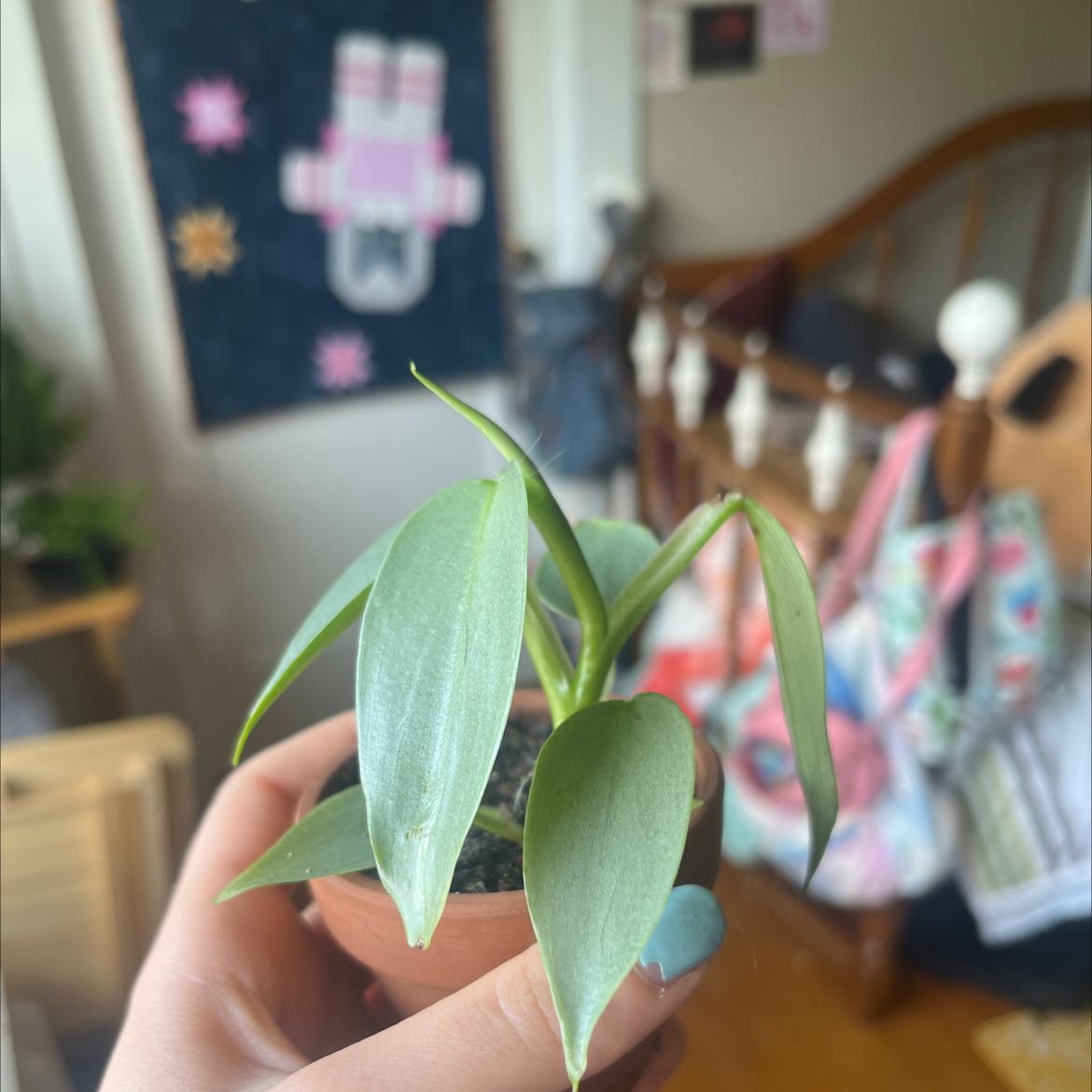 Silver Sword Philodendron plant with silver-green leaves held in a hand indoors.