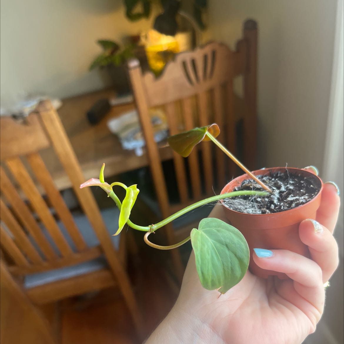 Philodendron Micans plant held by a hand, with visible soil and healthy leaves.