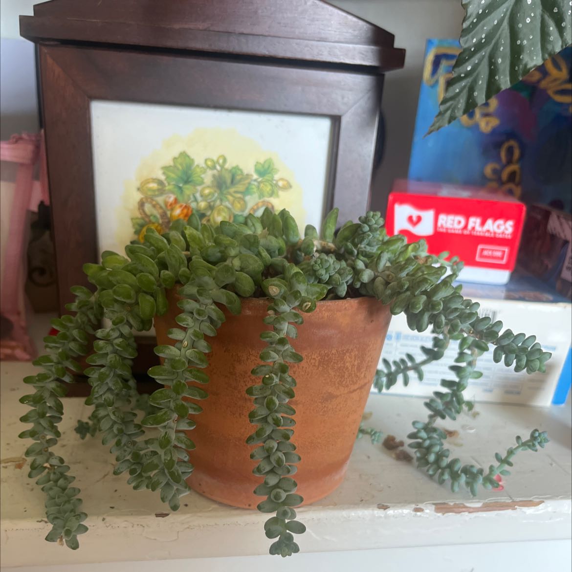 Healthy Burro's Tail succulent with dense, trailing stems and plump blue-green leaves in a terracotta pot.