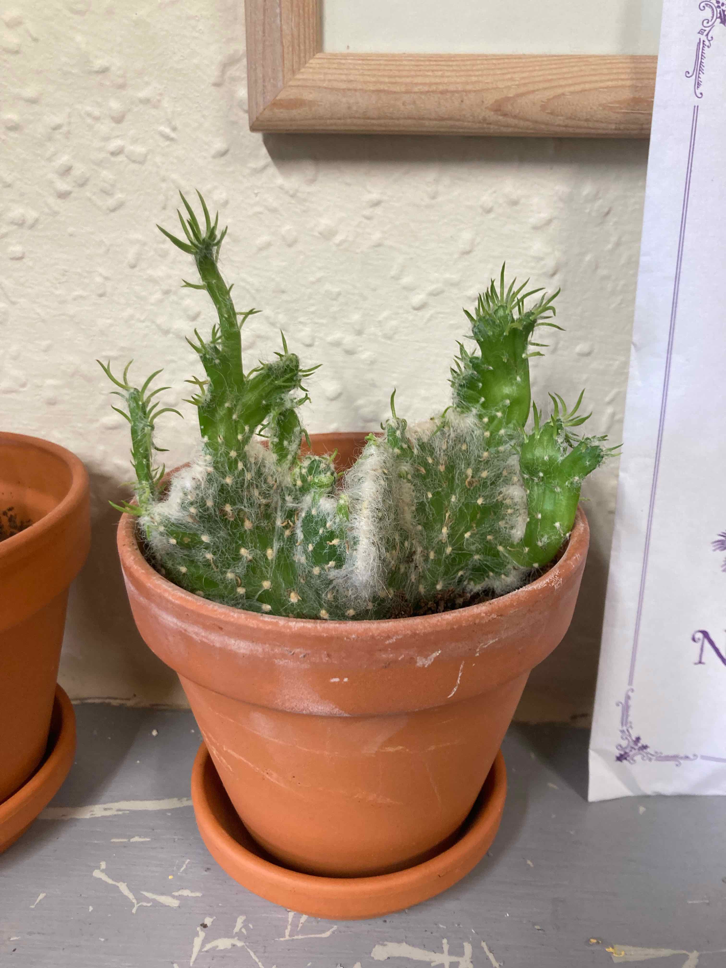 Photo of the plant species Crested Old Man Opuntia by @Noorderzon named Darwin on Greg, the plant care app