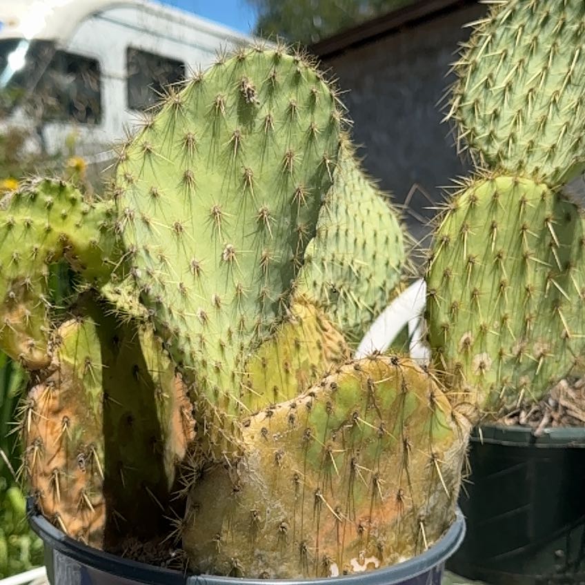 Photo of the plant species Dollar-Joint Prickly Pear by @BeefySplitrock named Kylie on Greg, the plant care app