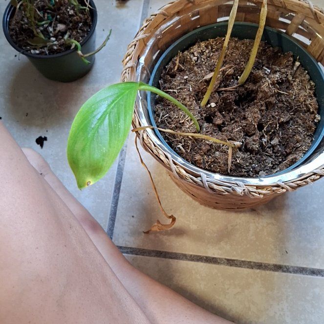Photo of the plant species Lilly-Pilly by @WhimsicalAlmond named Prince on Greg, the plant care app