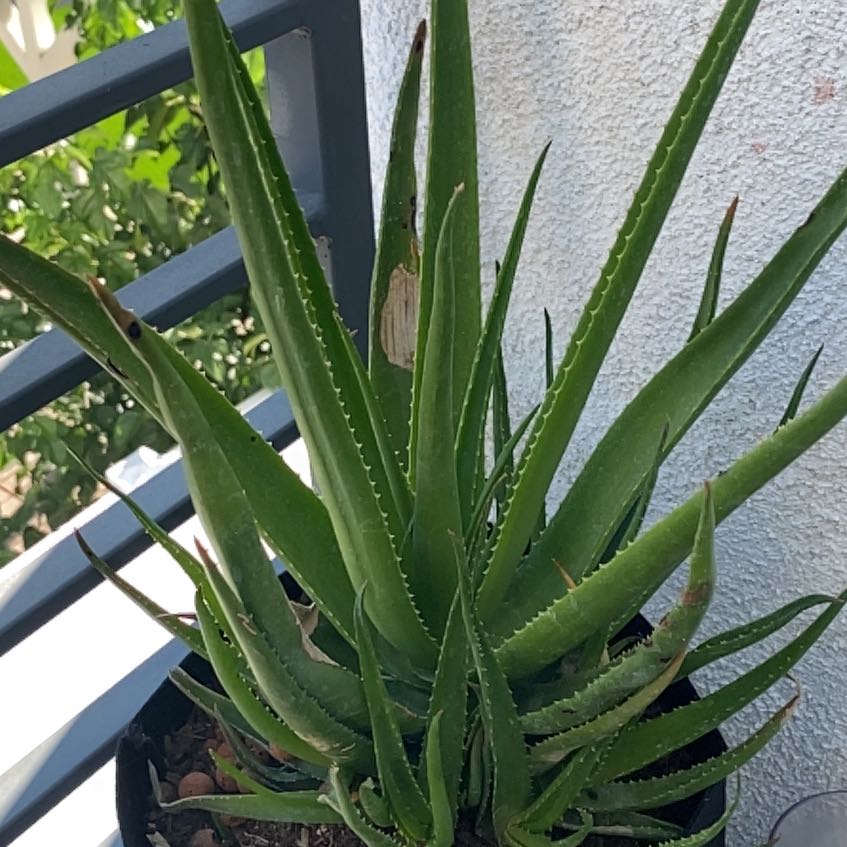 Photo of the plant species Safari Rose Aloe by @ContentCapeweed named Plato on Greg, the plant care app