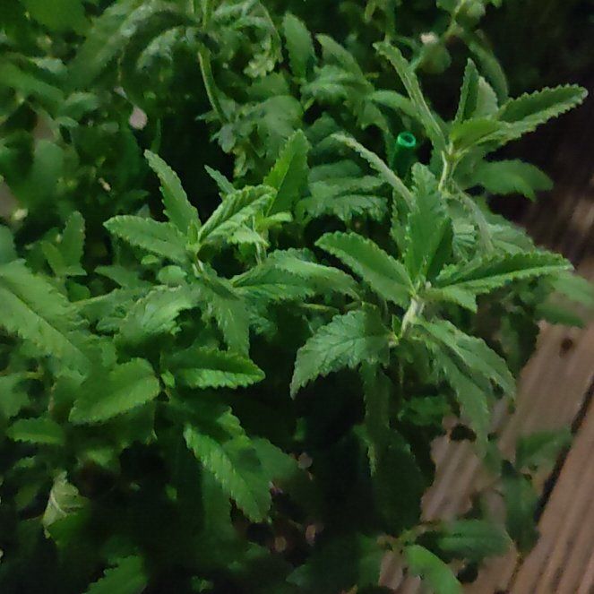 Photo of the plant species Garden Verbena by @Hadeer named Kardashian on Greg, the plant care app