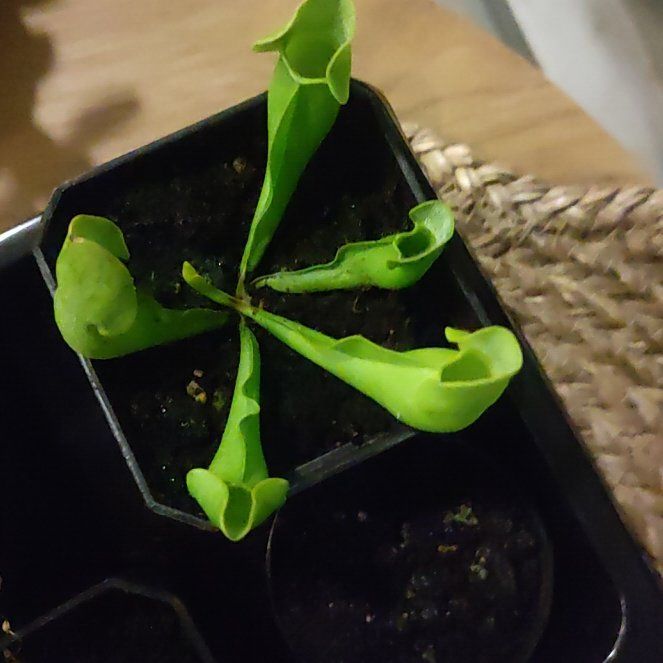 Photo of the plant species Green pitcher plant by @Hadeer named Bodhi on Greg, the plant care app