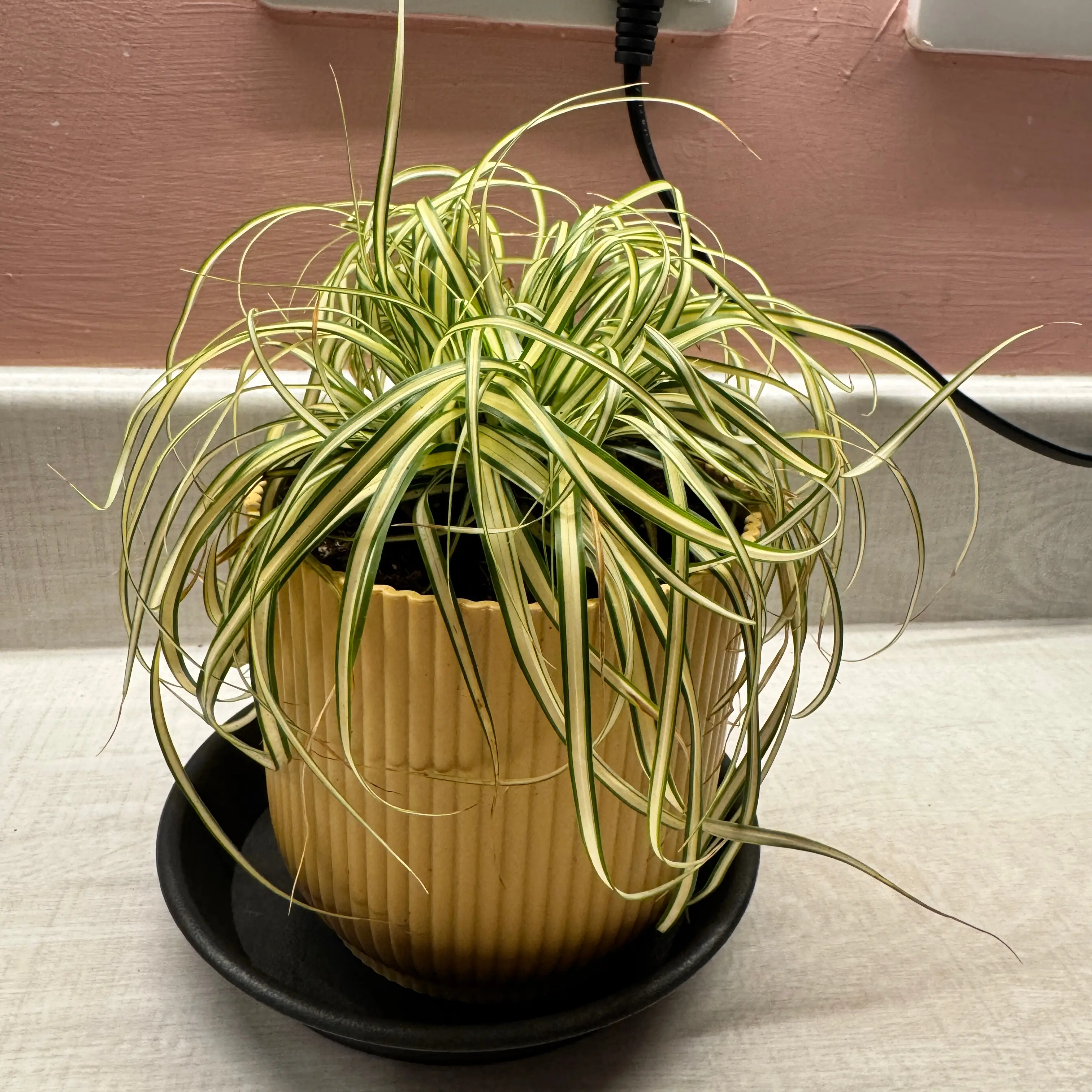 Photo of the plant species Japanese Sedge by @ManyPinkbubble named Captain Plant-it on Greg, the plant care app