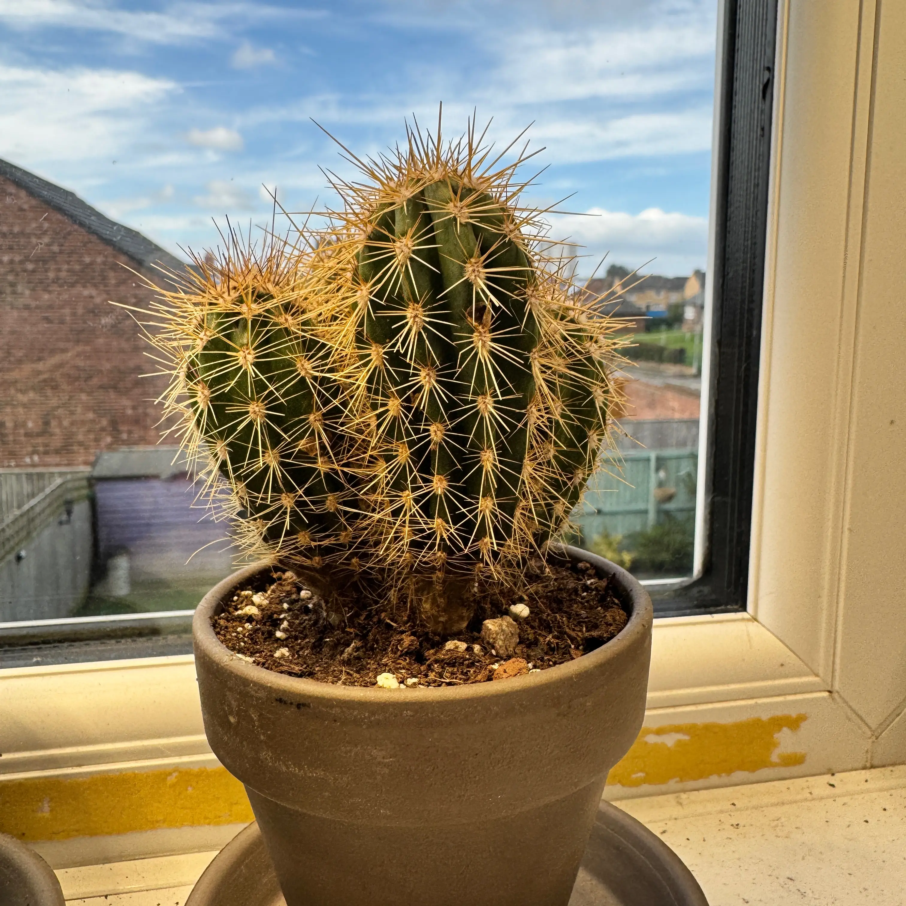 Photo of the plant species Xique-Xique Cactus by @ManyPinkbubble named Sir Stabbington on Greg, the plant care app