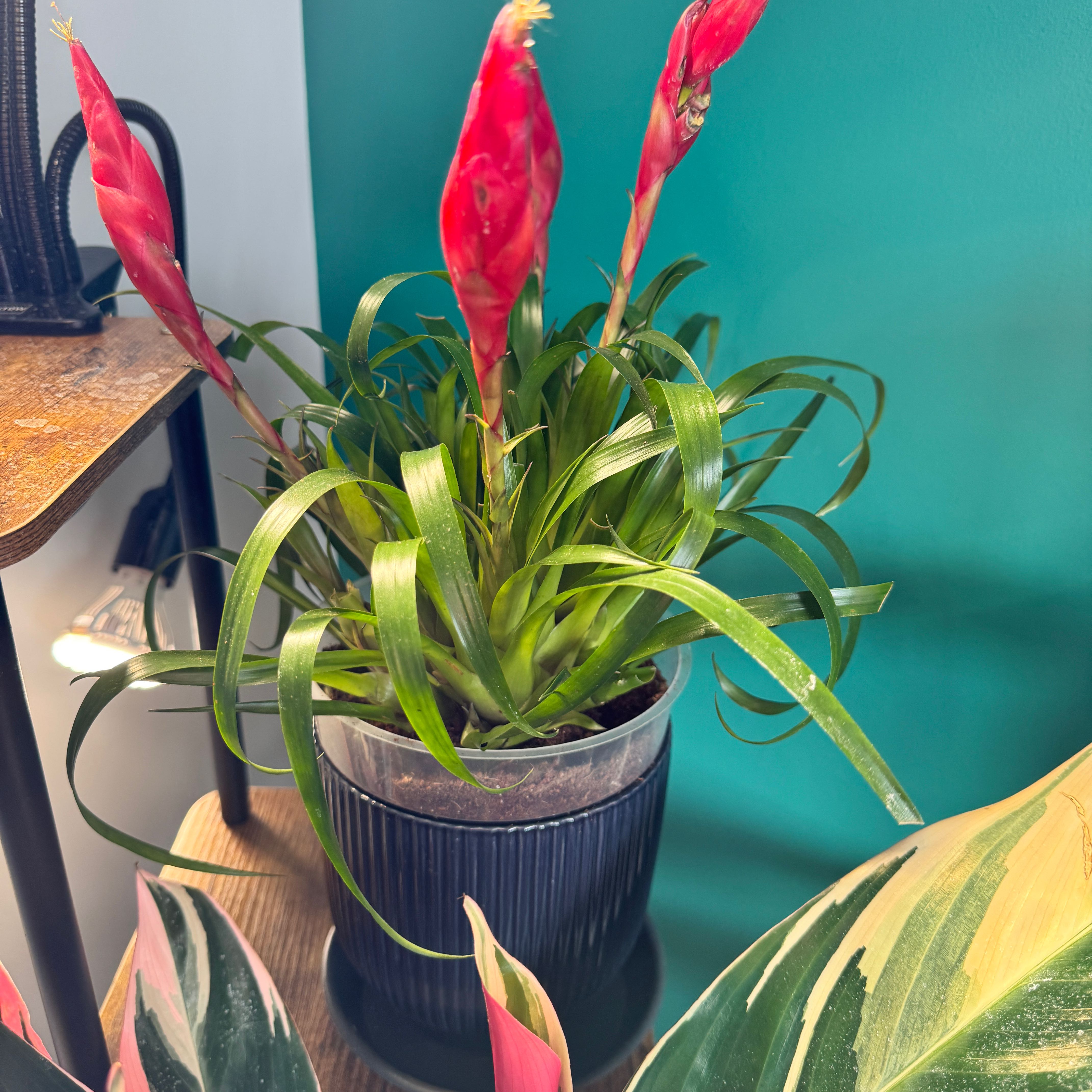 Photo of the plant species Flaming Sword by @ManyPinkbubble named Vriesea Astrid on Greg, the plant care app