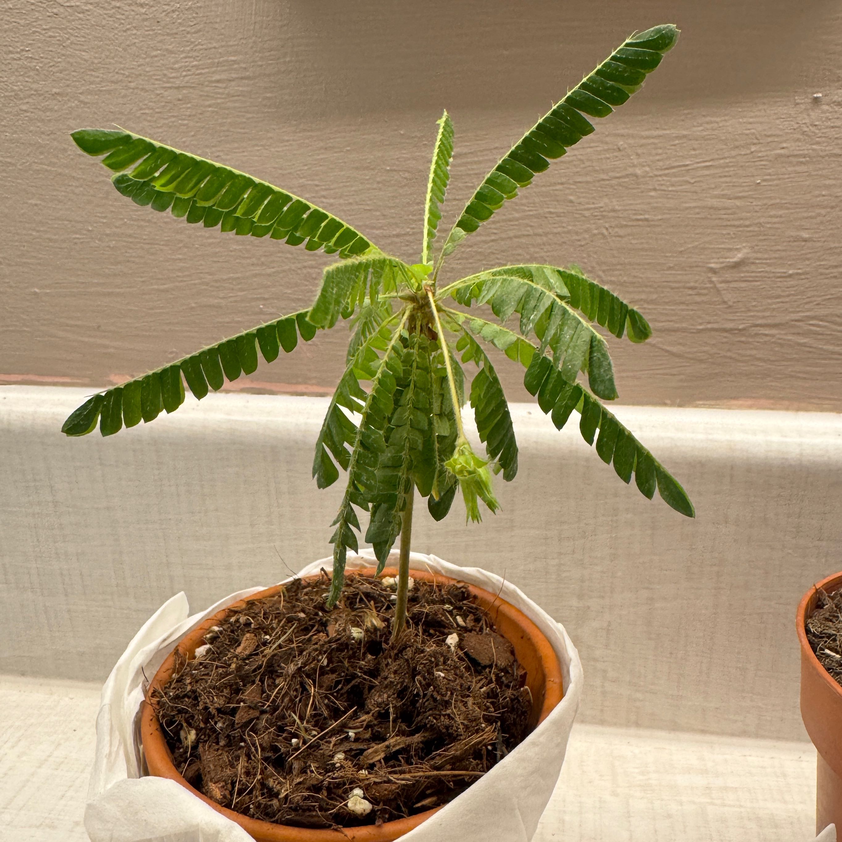 Photo of the plant species Little Tree Plant by @ManyPinkbubble named Denali on Greg, the plant care app