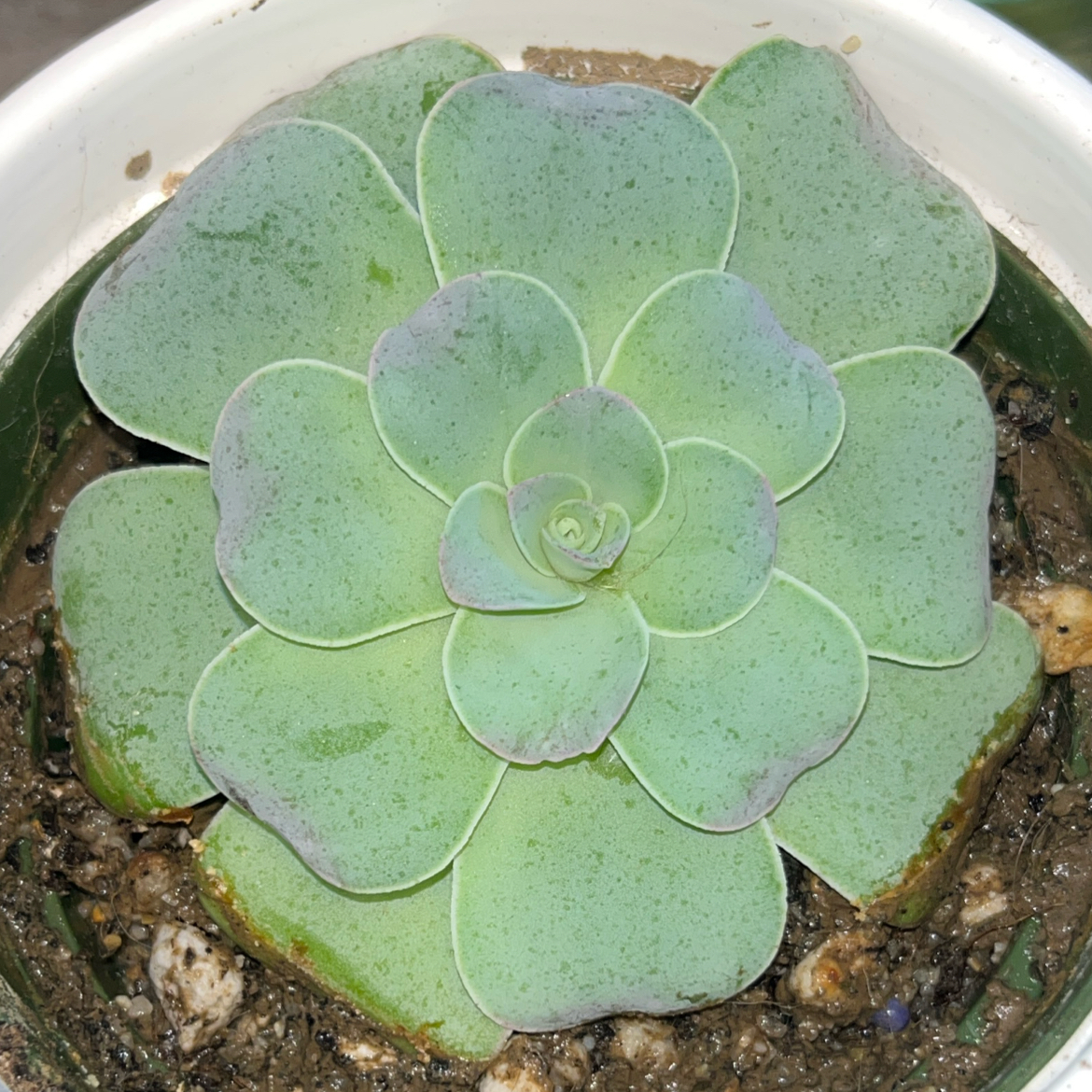 Photo of the plant species Pink El Hierro by @GrowGirlie named Greenovia Mountain Rose on Greg, the plant care app