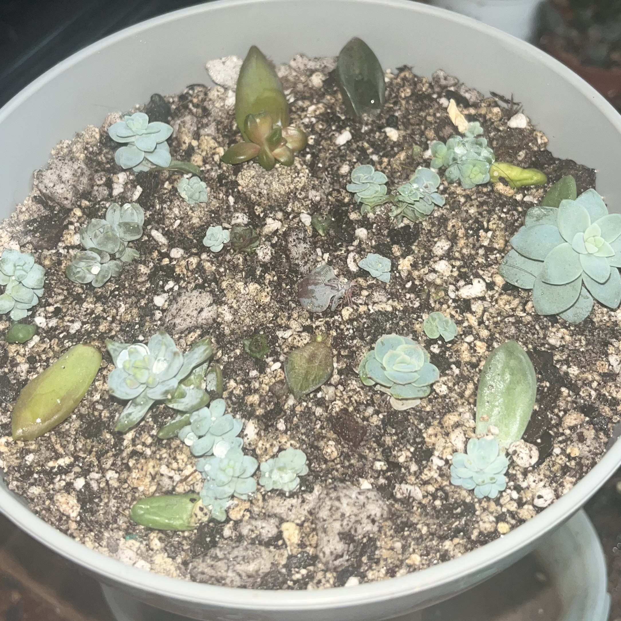 Photo of the plant species Moonsilver Succulent by @GrowGirlie named Baby Succ Bowl on Greg, the plant care app
