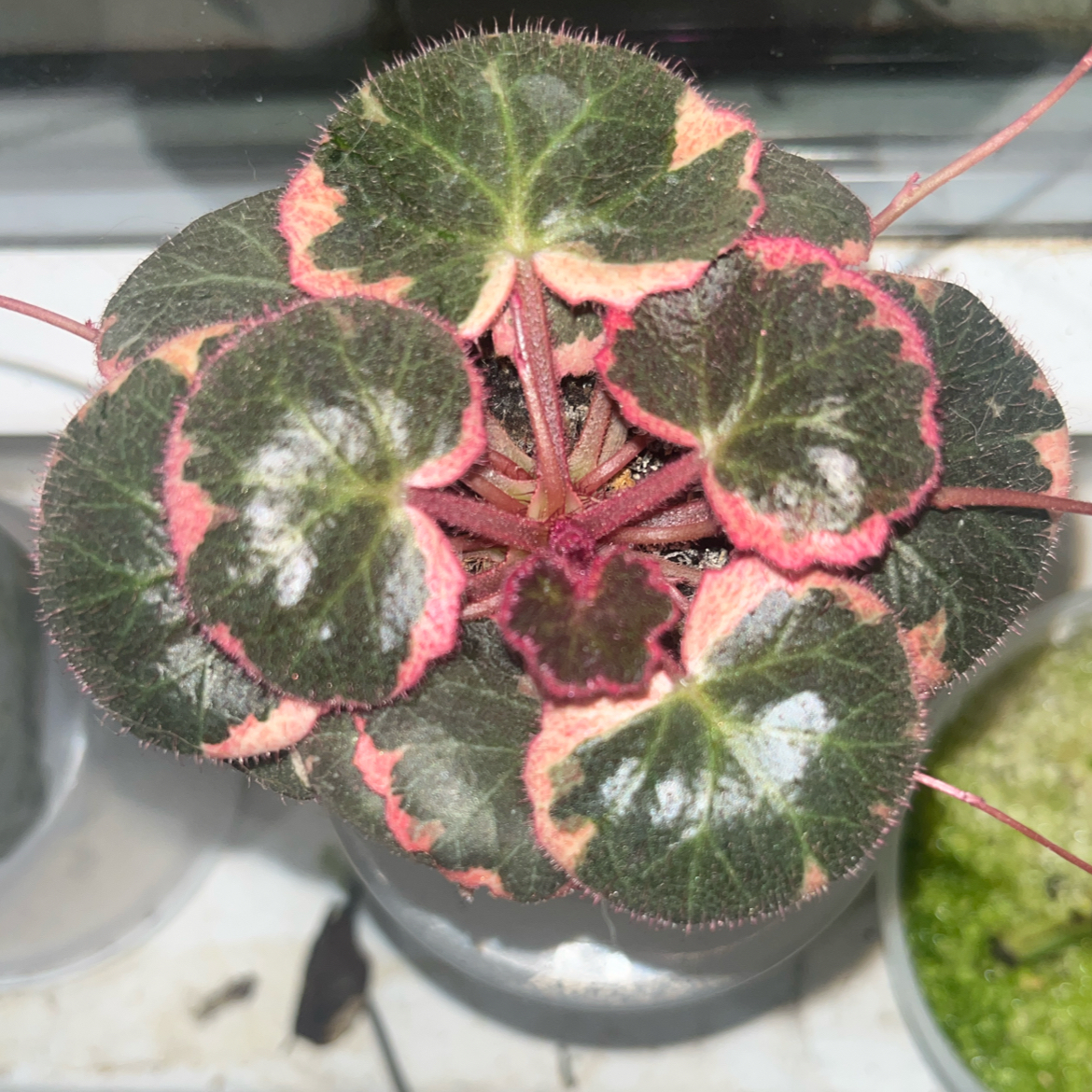 Photo of the plant species strawberry begonia varigated by @GrowGirlie named Varigated Strawberry Begonia on Greg, the plant care app