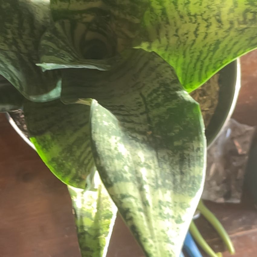 Photo of the plant species Dracaena hahnii 'White Edge' by @GrowGirlie named Silver Stripe on Greg, the plant care app