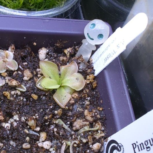 Photo of the plant species Weser Butterwort by @eldarmark named Luna on Greg, the plant care app