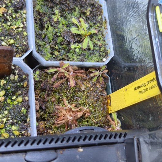 Photo of the plant species Lance-leaved Sundew by @eldarmark named Cleopatra on Greg, the plant care app
