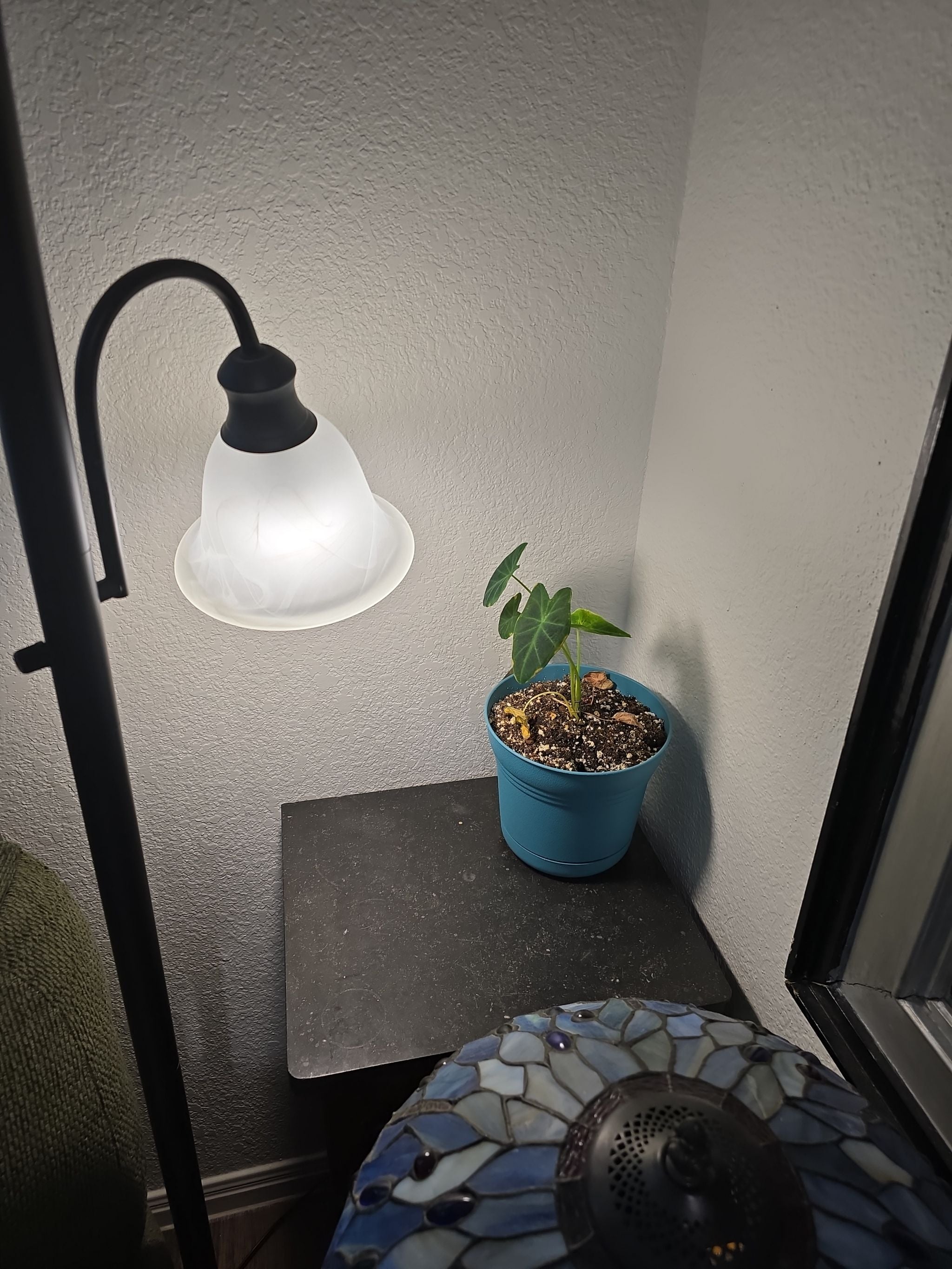 Big Ears Care 101 Water, Light & Growing Tips