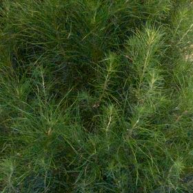 Photo of the plant species Cedros Island Pine by @WinSmithscress named Planty on Greg, the plant care app