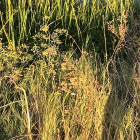 Photo of the plant species Wild Parsnip by @TrustySourwood named Terra on Greg, the plant care app