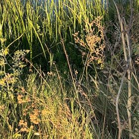 Photo of the plant species Wild Parsnip by @TrustySourwood named Messi on Greg, the plant care app