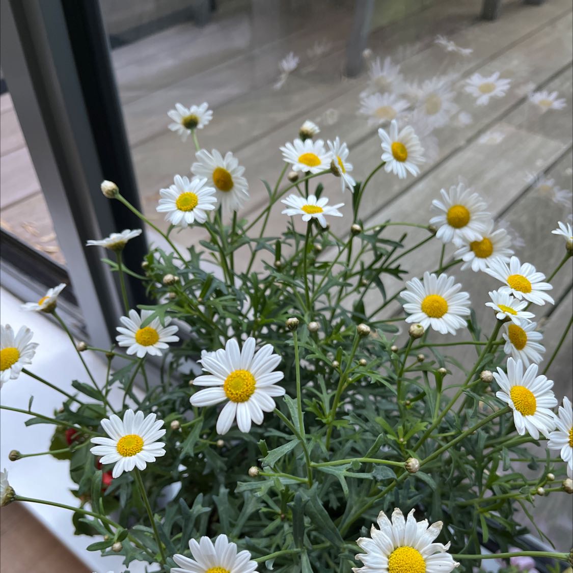 Healthy Marguerite Daisy plant with numerous white flowers and yellow centers.