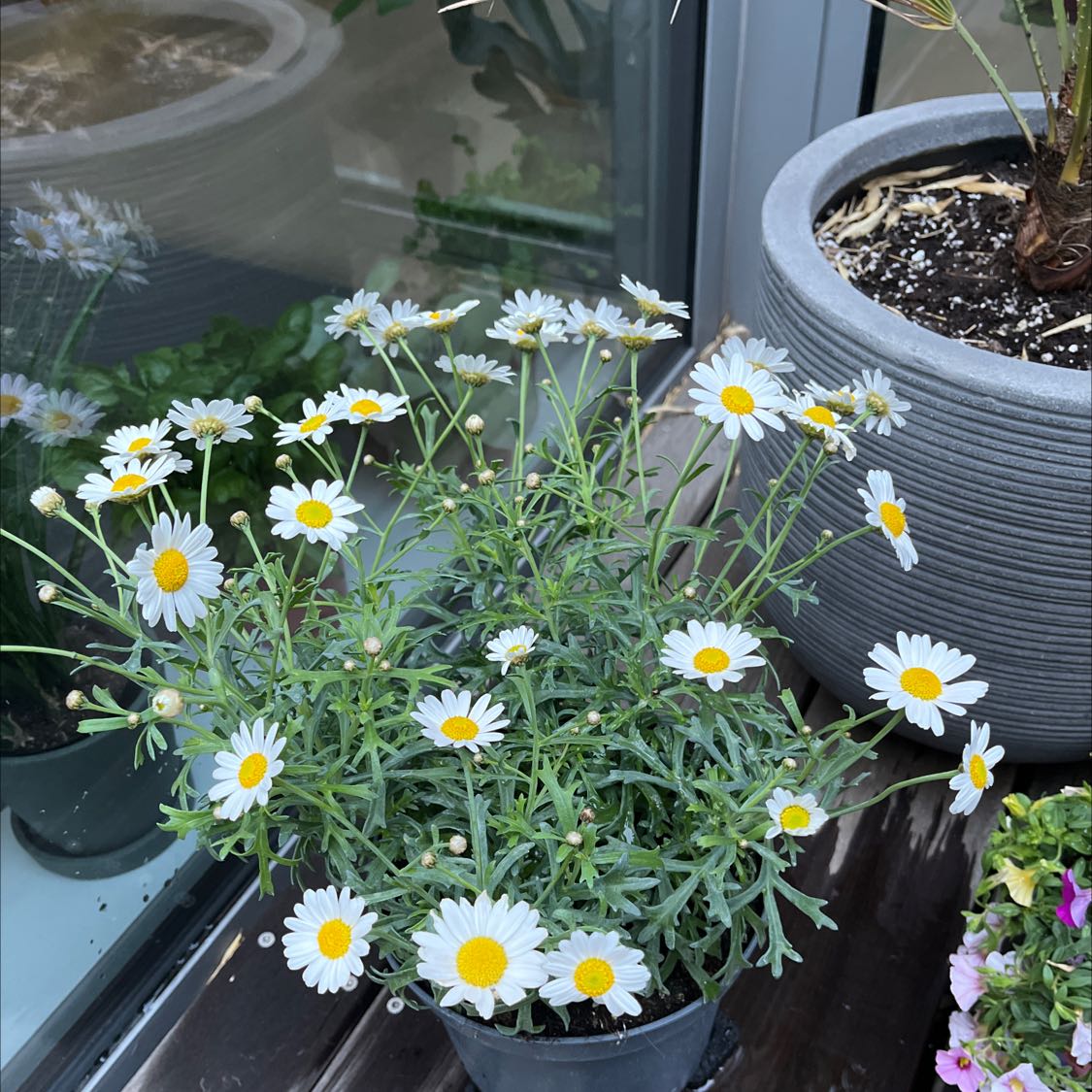 Marguerite Daisy plant in a pot with white flowers and green foliage.