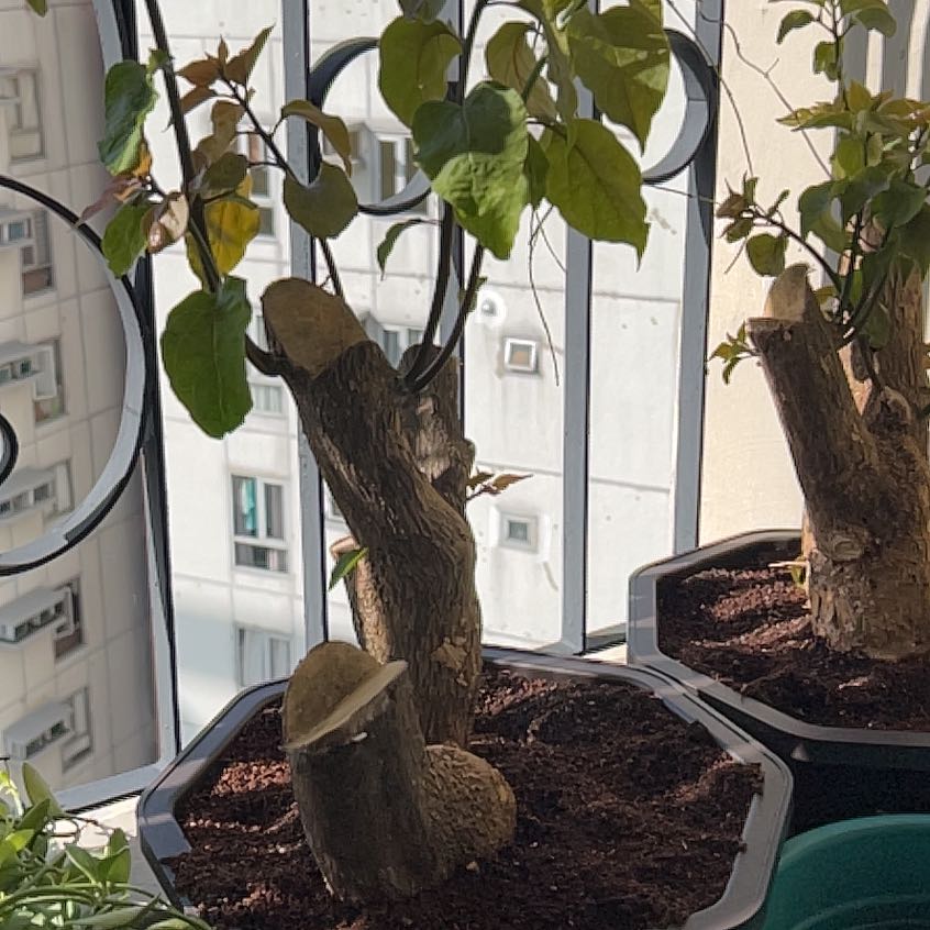 Photo of the plant species Bougainvillea x buttiana by @BriskMossorchid named Drake on Greg, the plant care app