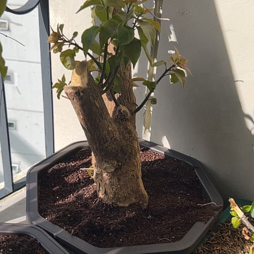 Photo of the plant species Bougainvillea x buttiana by @BriskMossorchid named Messi on Greg, the plant care app