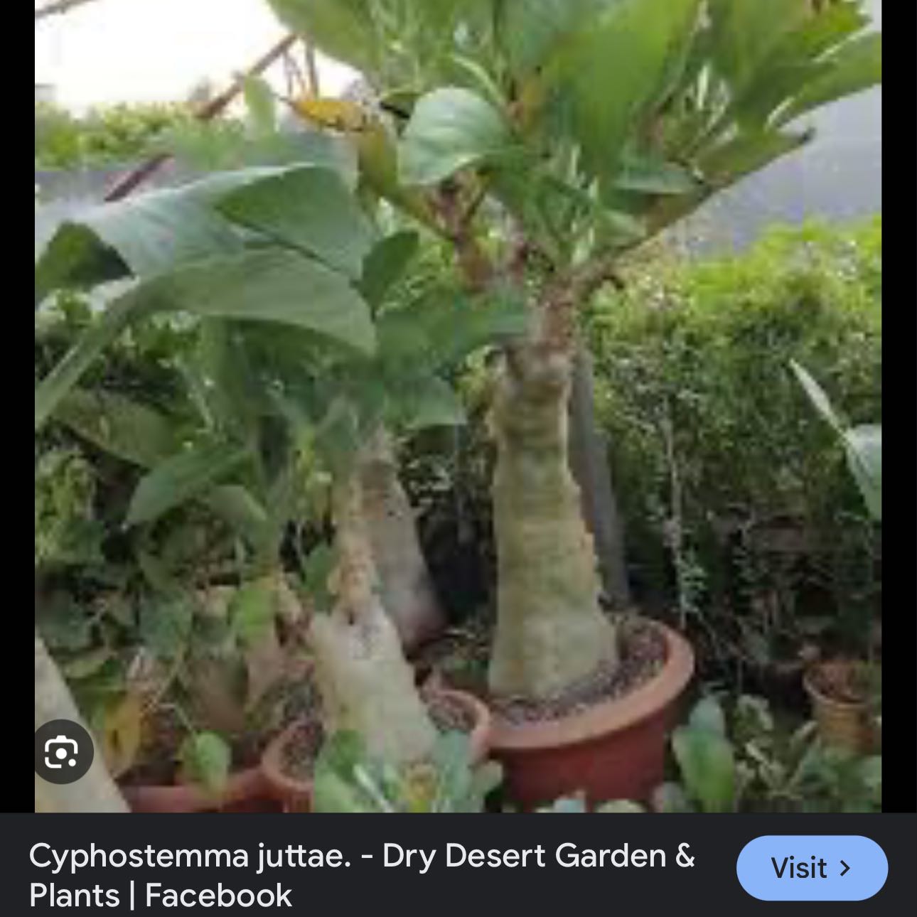 Photo of the plant species Agave blue flame by @QuickWhitecedar named Achilles on Greg, the plant care app