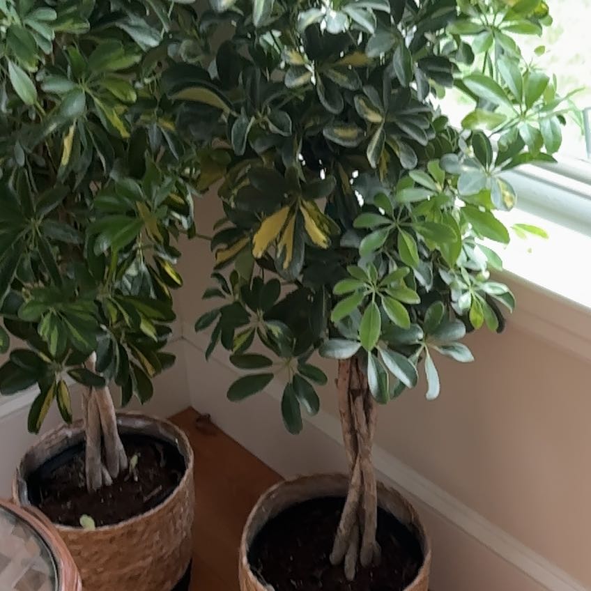 Photo of the plant species Umbrella Tree 'Charlotte' by @HotTrailingjade named Queen on Greg, the plant care app
