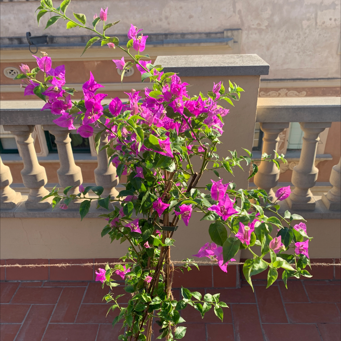 Bougainvillea plant with vibrant pink flowers on a terrace.