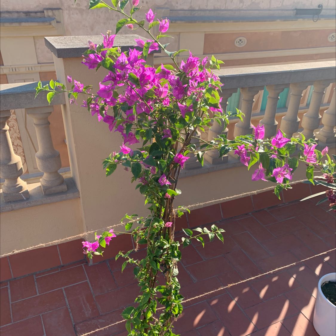 Lesser Bougainvillea plant with vibrant purple flowers on a terrace.