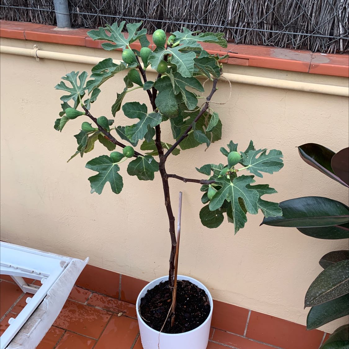 Potted Brown Turkey Fig plant with green figs and healthy leaves.