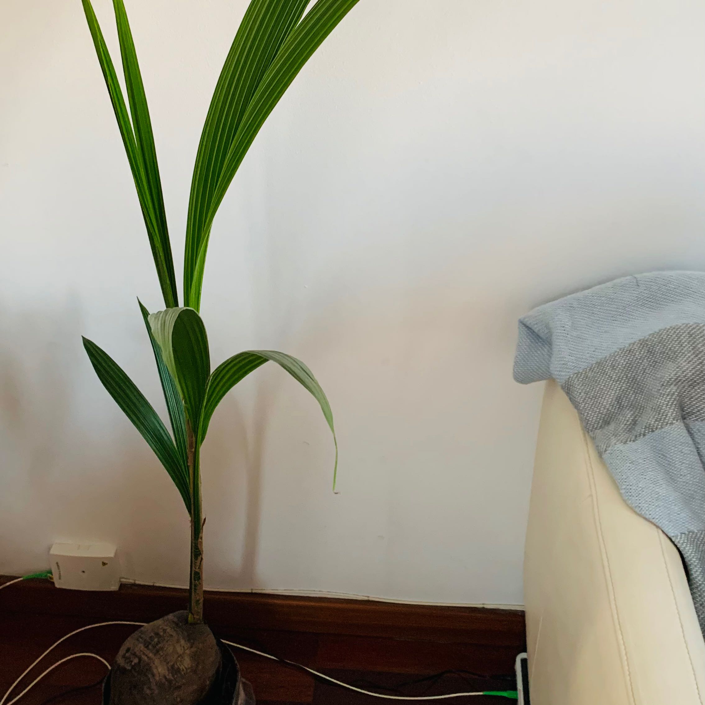 Young coconut plant with healthy green leaves in a pot, well-framed and centered.
