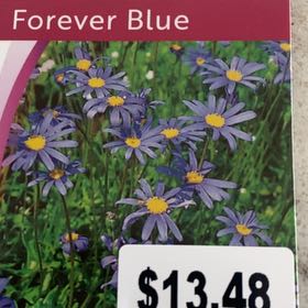 Photo of the plant species blue daisy bush by @BoldOstrichfern named Luna on Greg, the plant care app