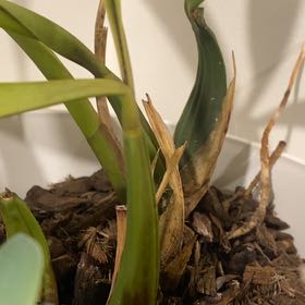 Photo of the plant species Spider orchid by @BoldOstrichfern named Surya on Greg, the plant care app