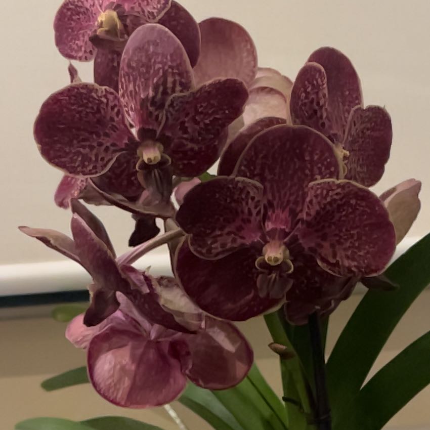 CryptoBloom