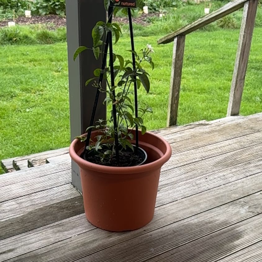 Photo of the plant species Azores Jasmine by @AssiduousAnacua named Zion on Greg, the plant care app