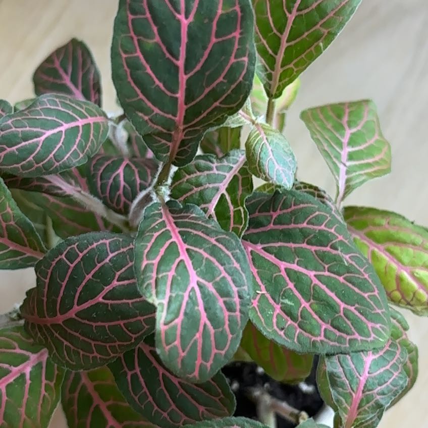 Photo of the plant species 'Ruby Red' Nerve Plant by @VeteranTokyosun named Gregarious on Greg, the plant care app