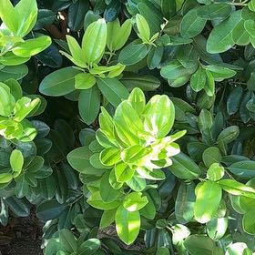 Photo of the plant species West Indian Bay by @ExoticHopsedge named Morgan Treeman on Greg, the plant care app