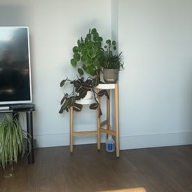 Photo of the plant species Flaming Sword by @UpholderTozzia named Leaf Erickson on Greg, the plant care app