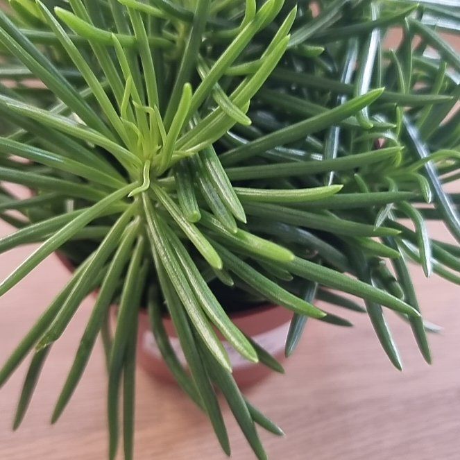 Photo of the plant species Senecio Himalaya by @EagerSnakeplant named Kylie on Greg, the plant care app
