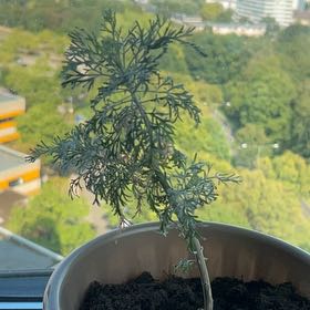 Photo of the plant species Wormwood by @BigMontaukdaisy named Apollo on Greg, the plant care app