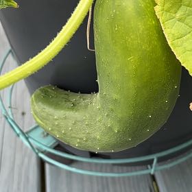 Photo of the plant species Cucumber by @ClearSmoothrose named Cleopatra on Greg, the plant care app