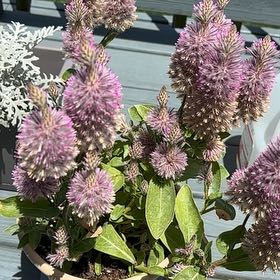Photo of the plant species Ptilotus Exaltatus by @ClearSmoothrose named Sage on Greg, the plant care app