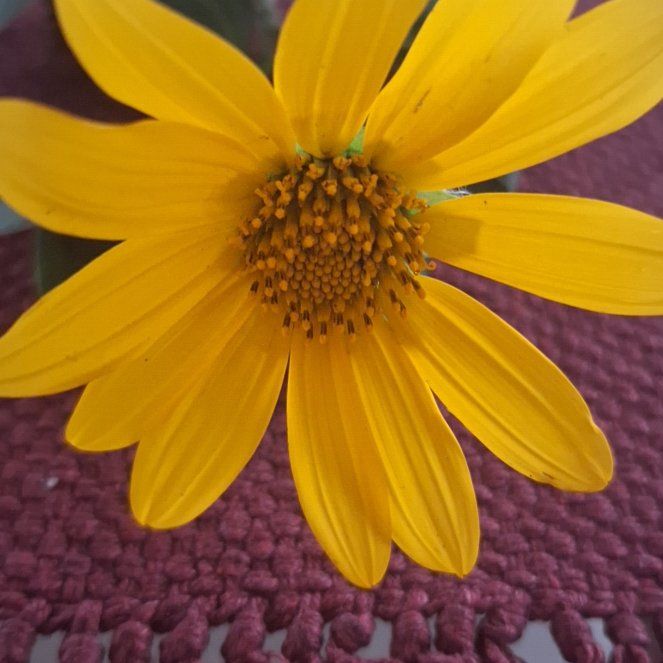 Photo of the plant species Jerusalem Artichoke by @FancyIndianhemp named Leaf Erickson on Greg, the plant care app