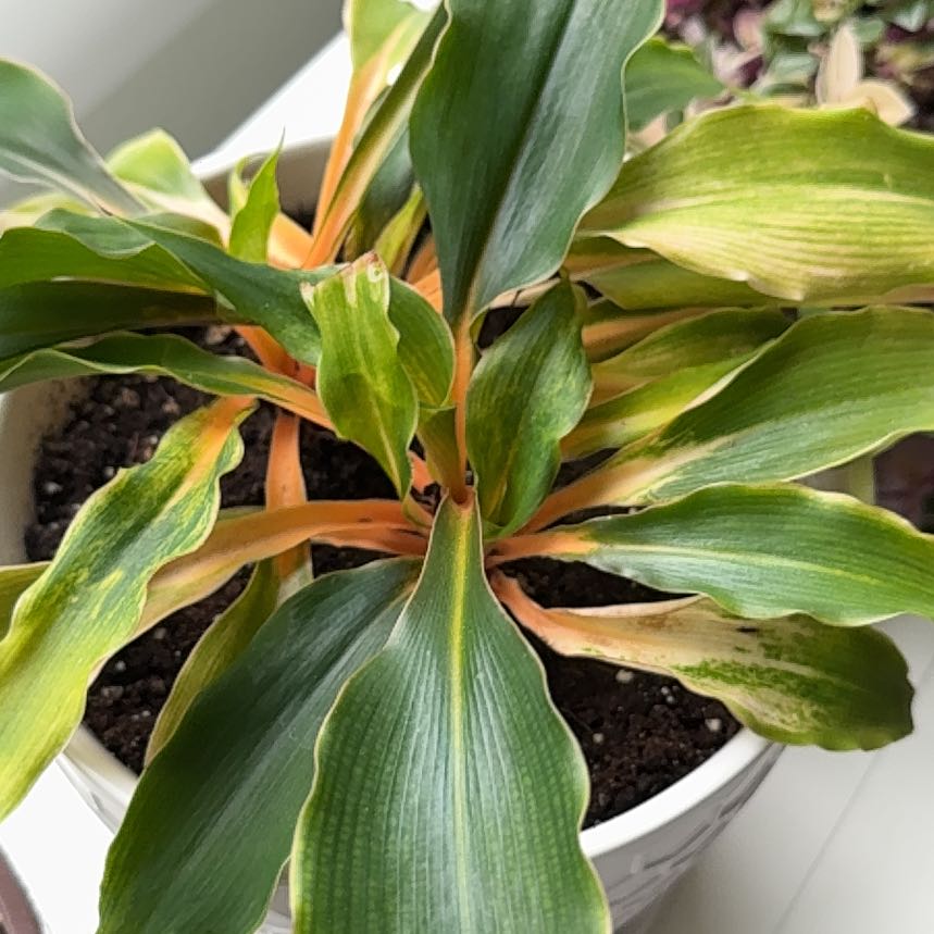 Photo of the plant species orange mandarin plant by @somanyplants named Mandarin Spider on Greg, the plant care app