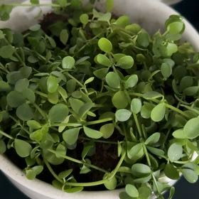 Photo of the plant species Peperomia by @somanyplants named Peperomia Japonica on Greg, the plant care app
