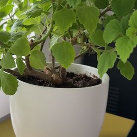 Photo of the plant species Bonsai Mint by @somanyplants named Mint Bonsai on Greg, the plant care app