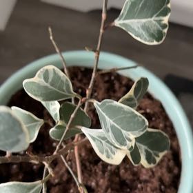 Photo of the plant species Variegated Heart Leaf Ficus by @somanyplants named Sweetheart Fig on Greg, the plant care app