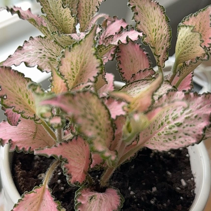 Photo of the plant species Pink Hybrid Nerve Plant by @somanyplants named Frankie on Greg, the plant care app